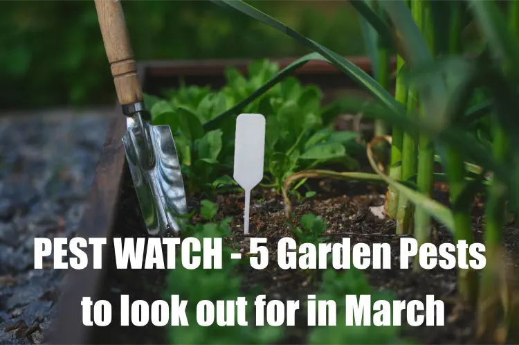 Pest Watch - 5 Garden Pests to look out for in March